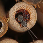 Gasteruptiid Wasp (family Gasteruptiidae), Ballandean QLD © Marc Newman