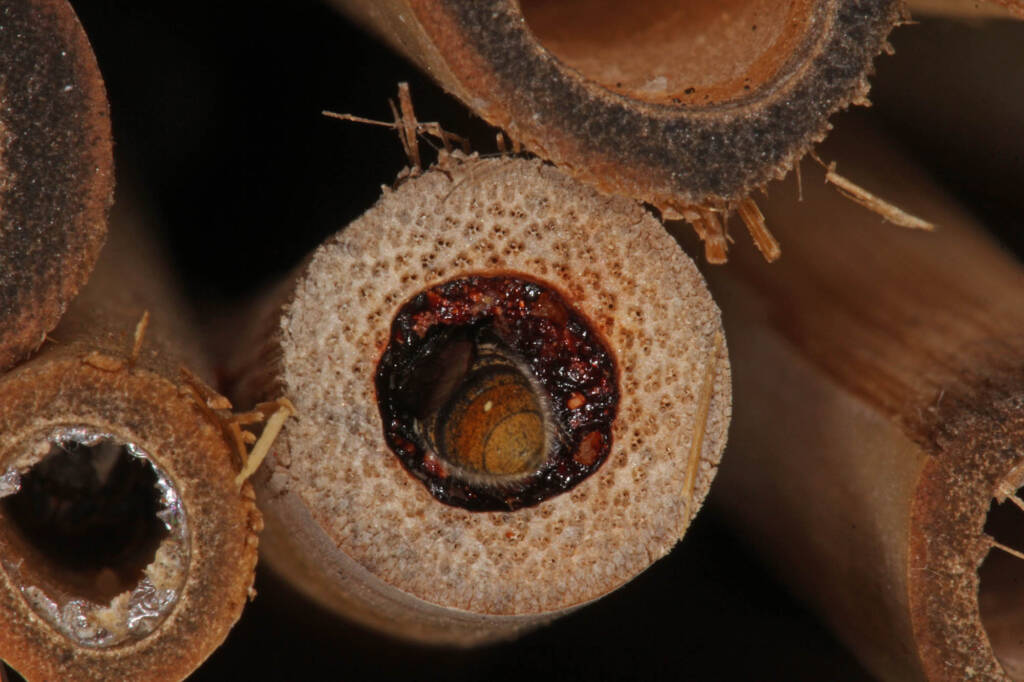 Gasteruptiid Wasp (family Gasteruptiidae), Ballandean QLD © Marc Newman