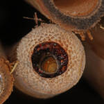 Gasteruptiid Wasp (family Gasteruptiidae), Ballandean QLD © Marc Newman