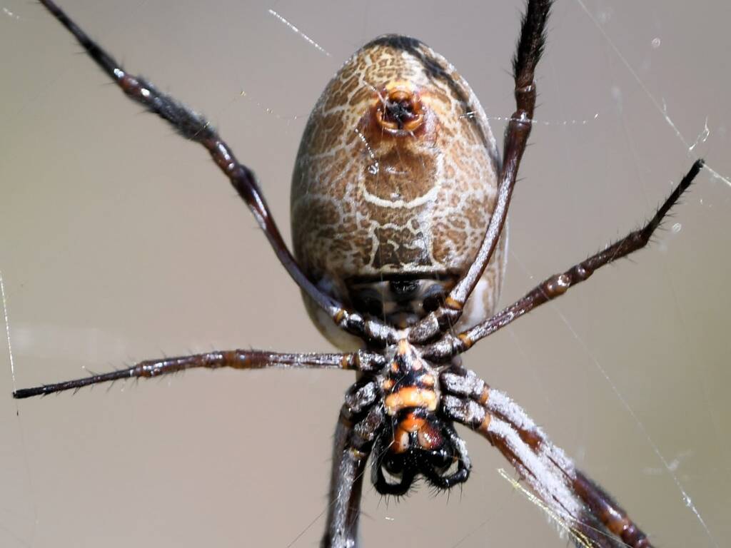 Australian Golden Orb Weaver Spider (Trichonephila edulis), Kunoth Bore NT © Dorothy Latimer