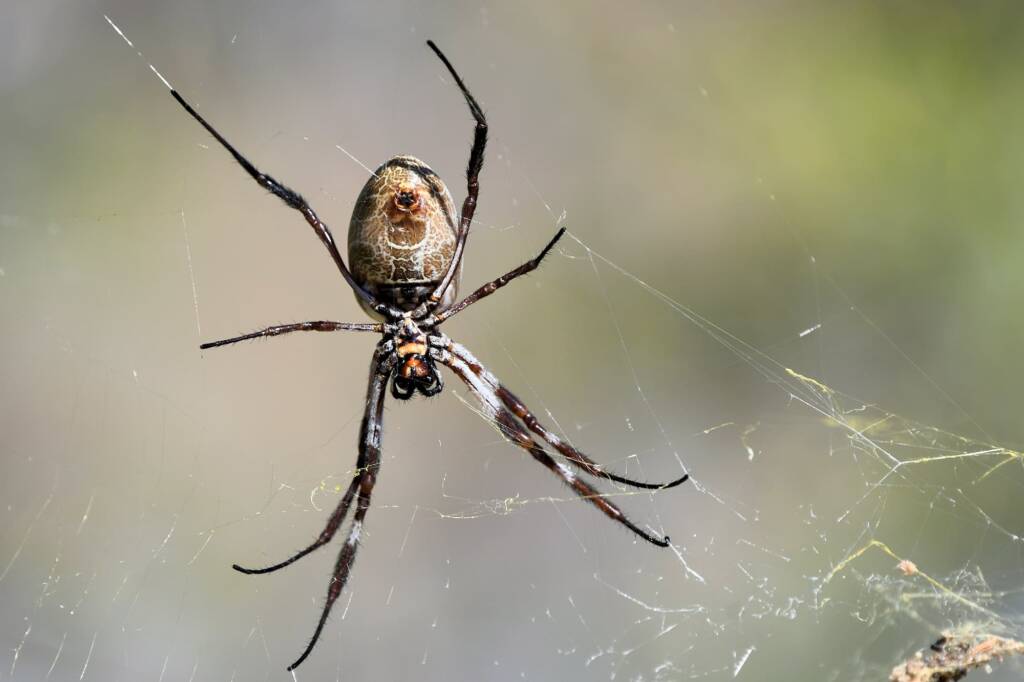 Australian Golden Orb Weaver Spider (Trichonephila edulis), Kunoth Bore NT © Dorothy Latimer