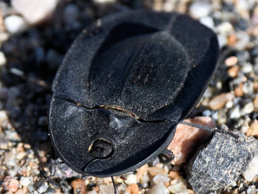Pie-dish Beetle (Helea scaphiformis), member of Darkling Beetles (family Tenebrionidae), Alice Springs Sewage Ponds © Dorothy Latimer