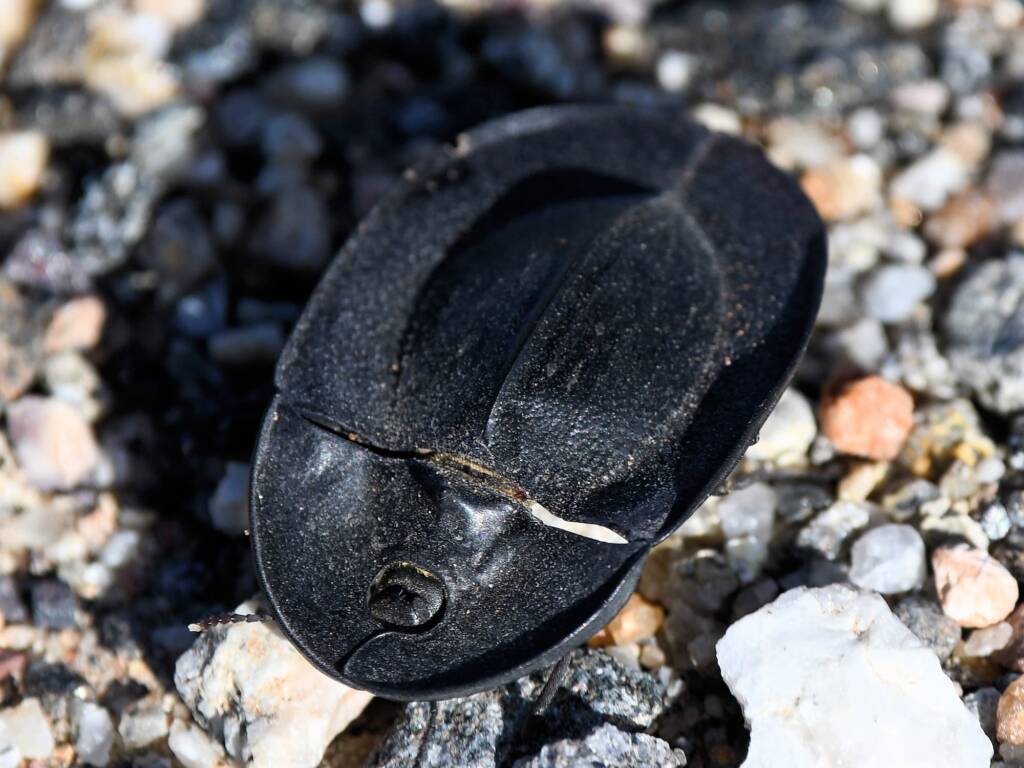 Pie-dish Beetle (Helea scaphiformis), member of Darkling Beetles (family Tenebrionidae), Alice Springs Sewage Ponds © Dorothy Latimer