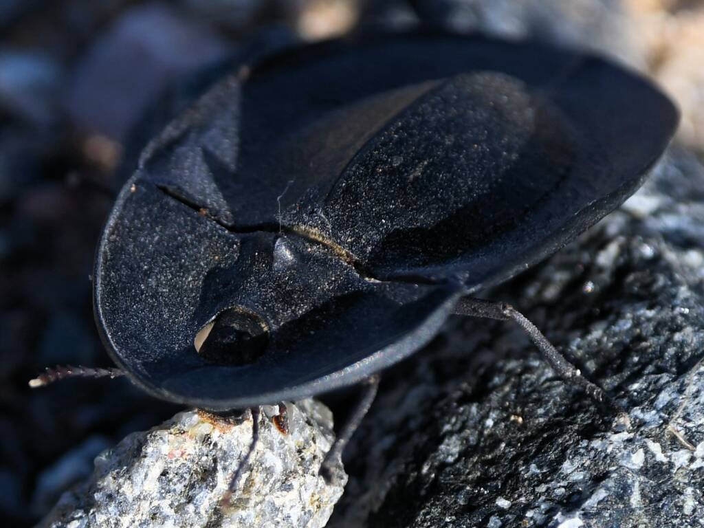 Pie-dish Beetle (Helea scaphiformis), member of Darkling Beetles (family Tenebrionidae), Alice Springs Sewage Ponds © Dorothy Latimer