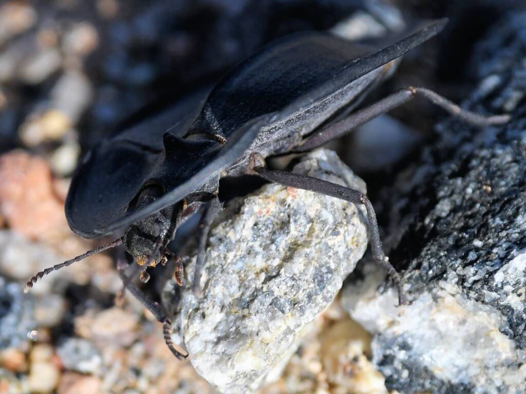 Pie-dish Beetle (Helea scaphiformis), member of Darkling Beetles (family Tenebrionidae), Alice Springs Sewage Ponds © Dorothy Latimer