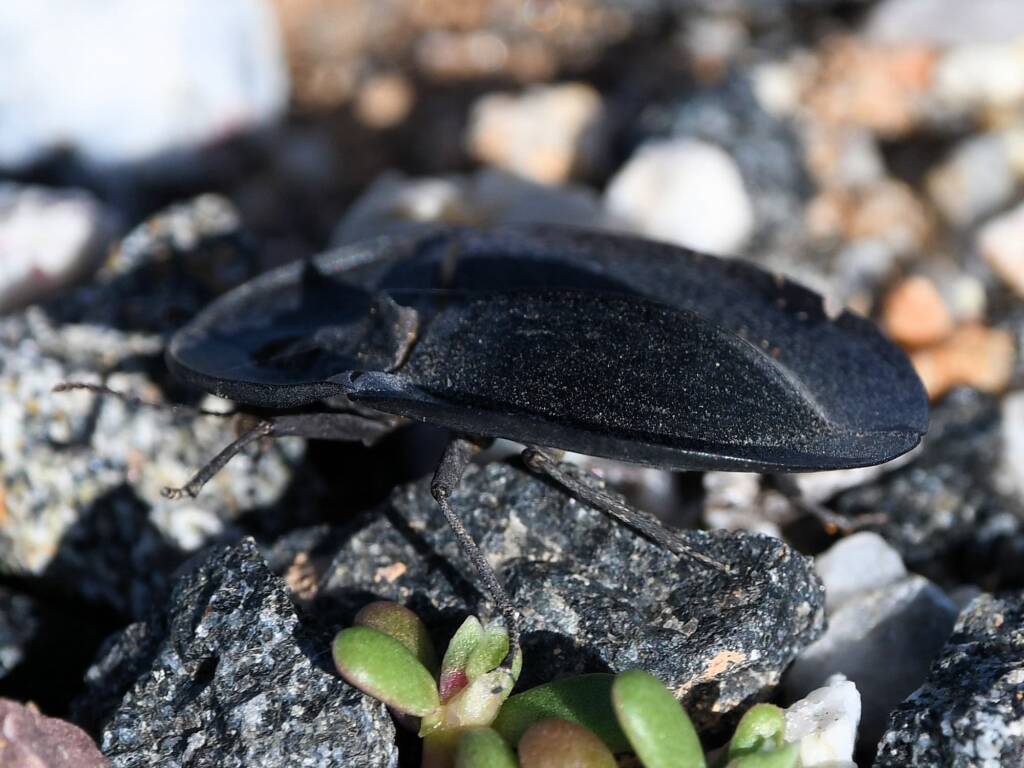 Pie-dish Beetle (Helea scaphiformis), member of Darkling Beetles (family Tenebrionidae), Alice Springs Sewage Ponds © Dorothy Latimer
