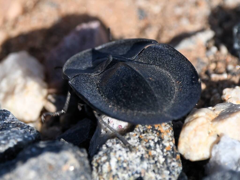 Pie-dish Beetle (Helea scaphiformis), member of Darkling Beetles (family Tenebrionidae), Alice Springs Sewage Ponds © Dorothy Latimer
