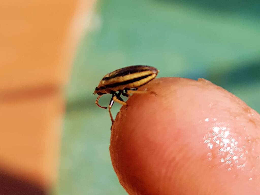 Ippatha australiensis (Stink Bug), family Pentatomidae, Alice Springs NT
