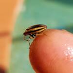 Ippatha australiensis (Stink Bug), family Pentatomidae, Alice Springs NT