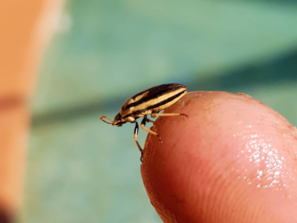 Ippatha australiensis (Stink Bug), family Pentatomidae, Alice Springs NT