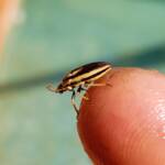 Ippatha australiensis (Stink Bug), family Pentatomidae, Alice Springs NT