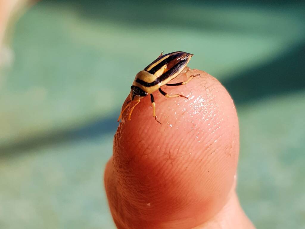 Ippatha australiensis (Stink Bug), family Pentatomidae, Alice Springs NT