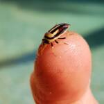 Ippatha australiensis (Stink Bug), family Pentatomidae, Alice Springs NT