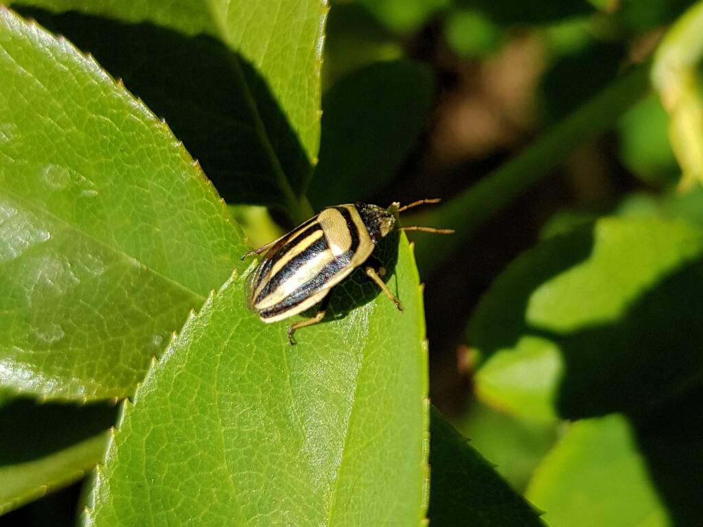 Ippatha australiensis, Alice Springs NT