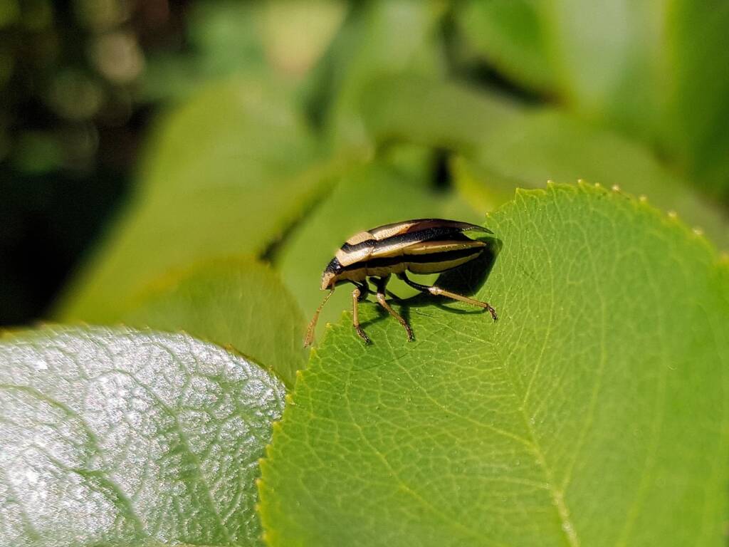 Ippatha australiensis (Stink Bug), family Pentatomidae, Alice Springs NT