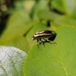 Ippatha australiensis (Stink Bug), family Pentatomidae, Alice Springs NT