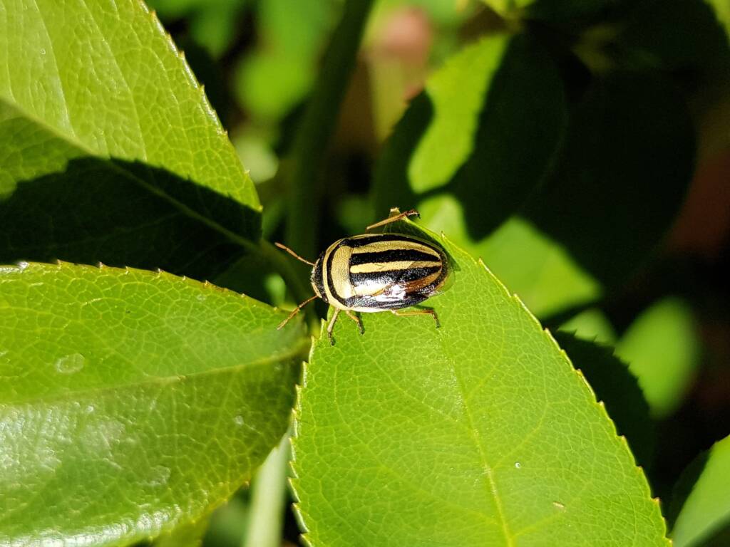 Ippatha australiensis (Stink Bug), family Pentatomidae, Alice Springs NT