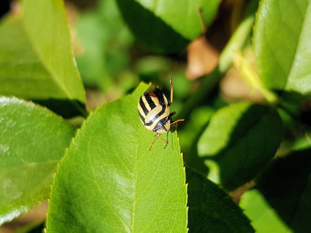 Ippatha australiensis, Alice Springs NT