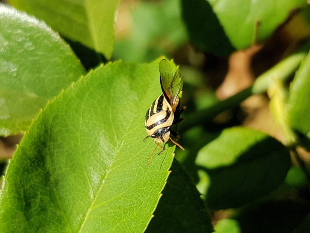 Ippatha australiensis (Stink Bug), family Pentatomidae, Alice Springs NT