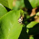 Ippatha australiensis (Stink Bug), family Pentatomidae, Alice Springs NT