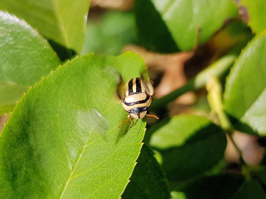 Ippatha australiensis, Alice Springs NT