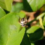 Ippatha australiensis, Alice Springs NT