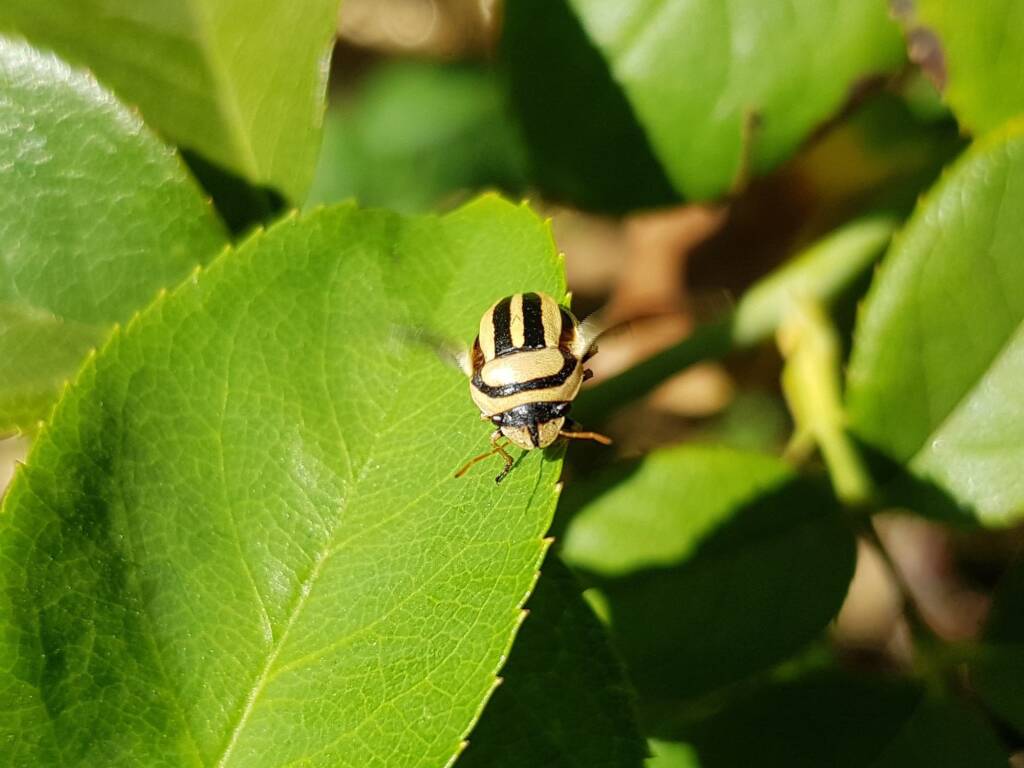 Ippatha australiensis, Alice Springs NT