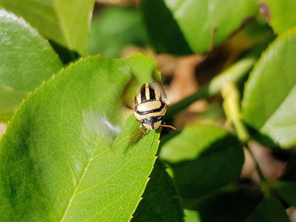 Ippatha australiensis, Alice Springs NT