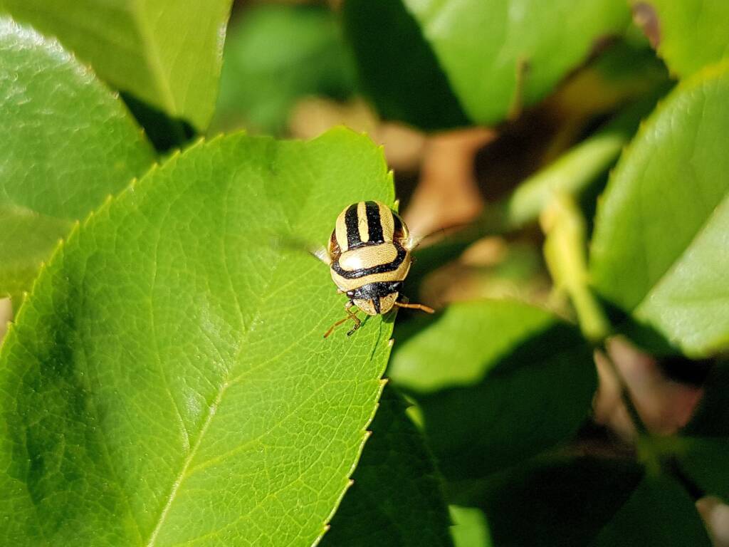 Ippatha australiensis, Alice Springs NT