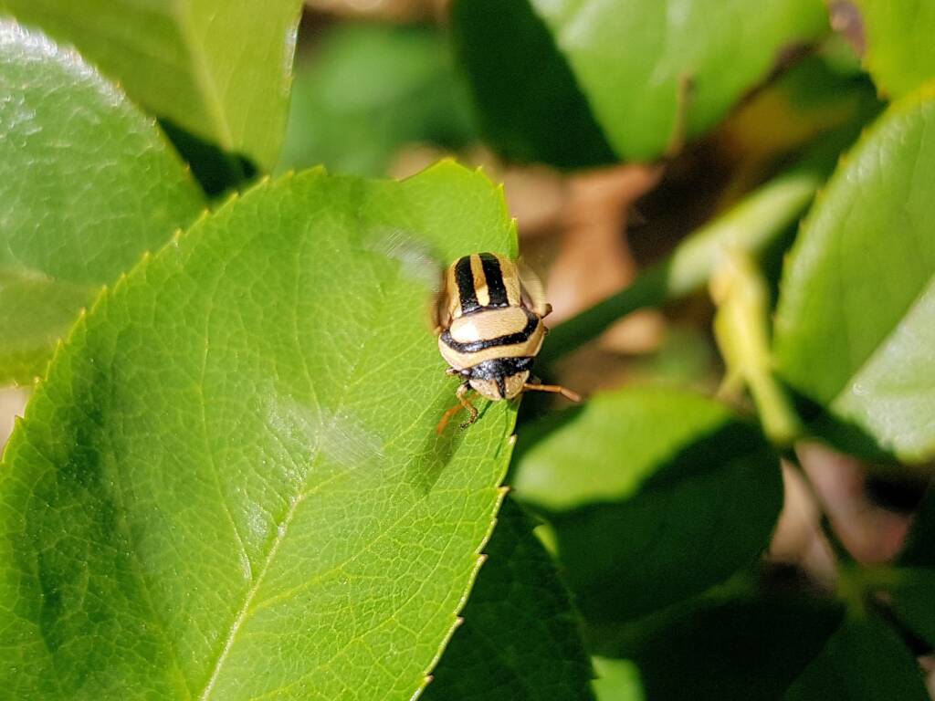 Ippatha australiensis, Alice Springs NT