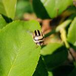 Ippatha australiensis, Alice Springs NT