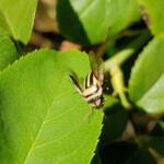 Ippatha australiensis, Alice Springs NT