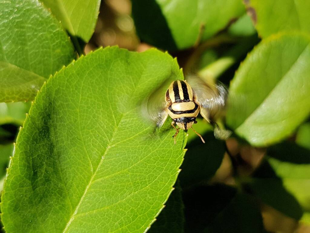 Ippatha australiensis (Stink Bug), family Pentatomidae, Alice Springs NT