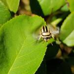Ippatha australiensis (Stink Bug), family Pentatomidae, Alice Springs NT
