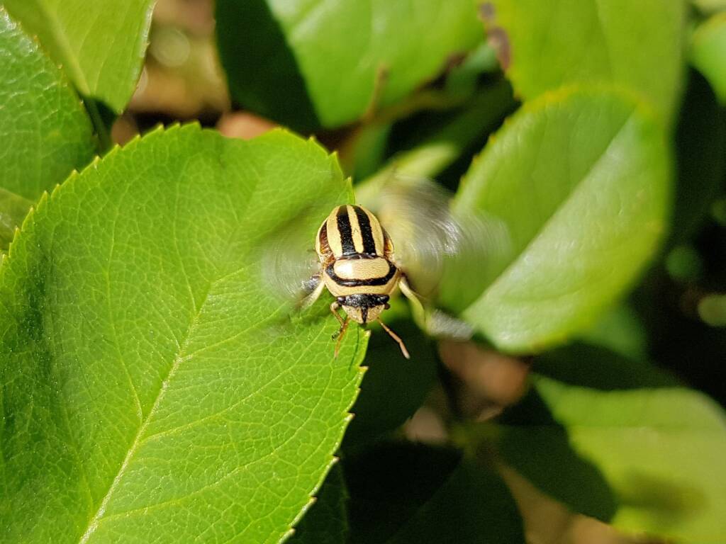 Ippatha australiensis, Alice Springs NT