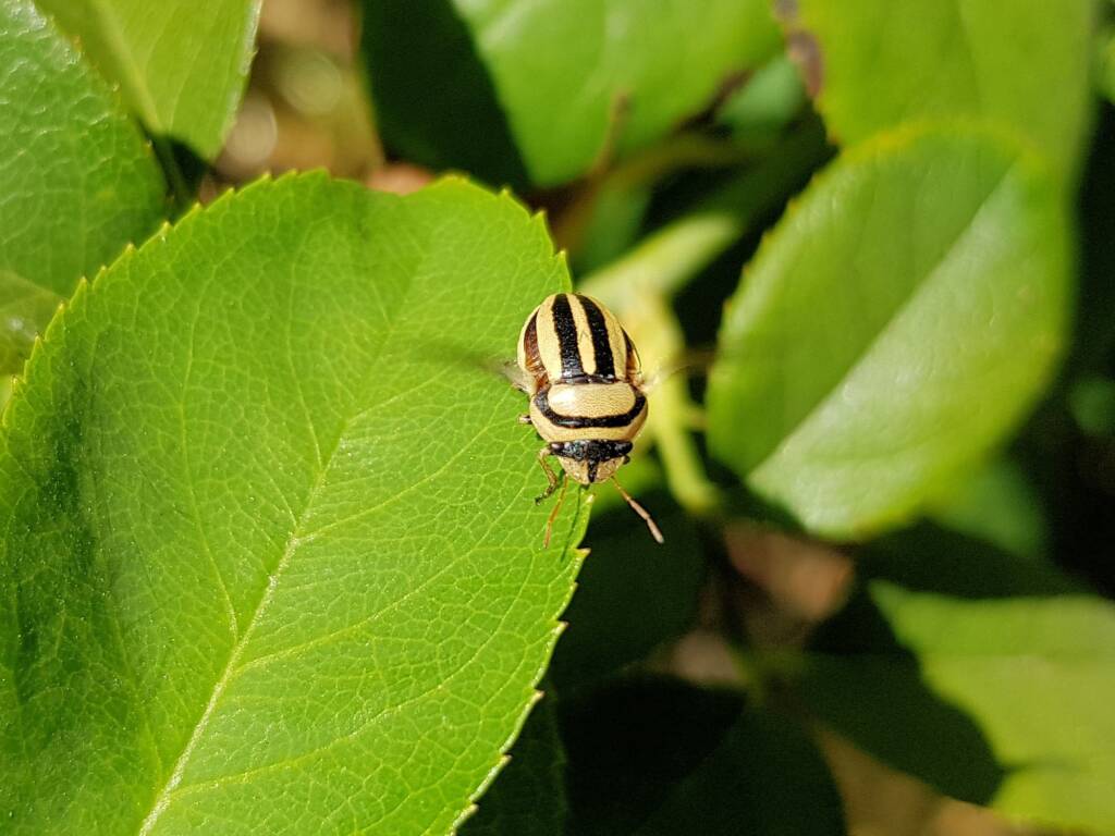 Ippatha australiensis, Alice Springs NT