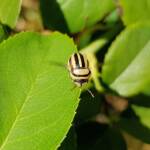 Ippatha australiensis, Alice Springs NT