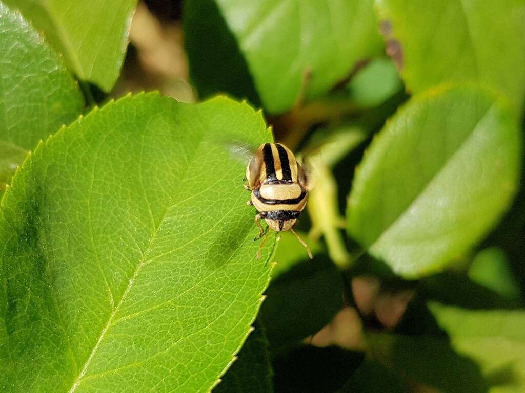 Ippatha australiensis, Alice Springs NT