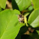 Ippatha australiensis, Alice Springs NT
