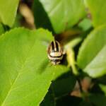 Ippatha australiensis, Alice Springs NT