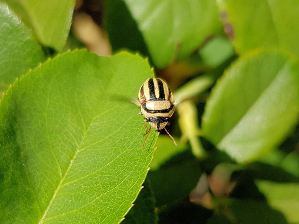 Ippatha australiensis, Alice Springs NT