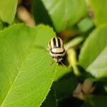 Ippatha australiensis, Alice Springs NT