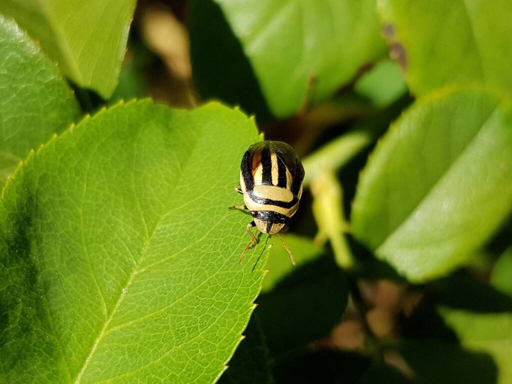 Ippatha australiensis, Alice Springs NT