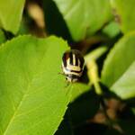 Ippatha australiensis, Alice Springs NT