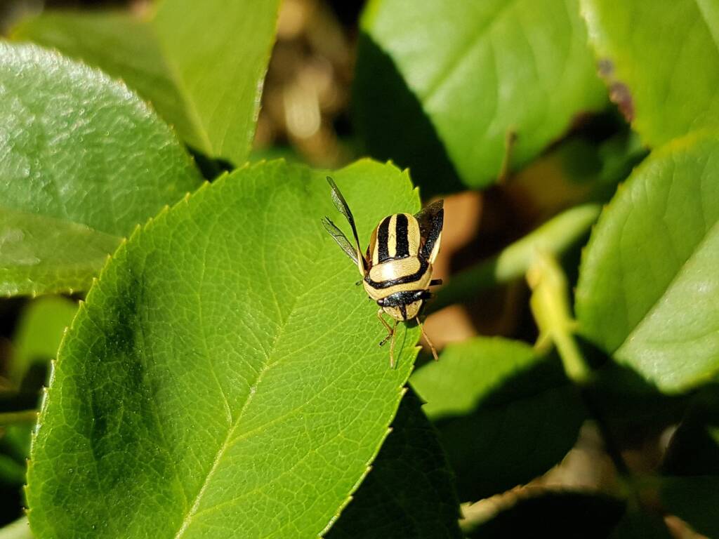Ippatha australiensis, Alice Springs NT