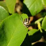 Ippatha australiensis, Alice Springs NT
