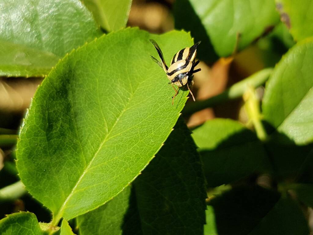 Ippatha australiensis, Alice Springs NT