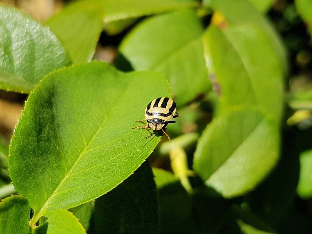 Ippatha australiensis, Alice Springs NT