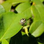 Ippatha australiensis, Alice Springs NT