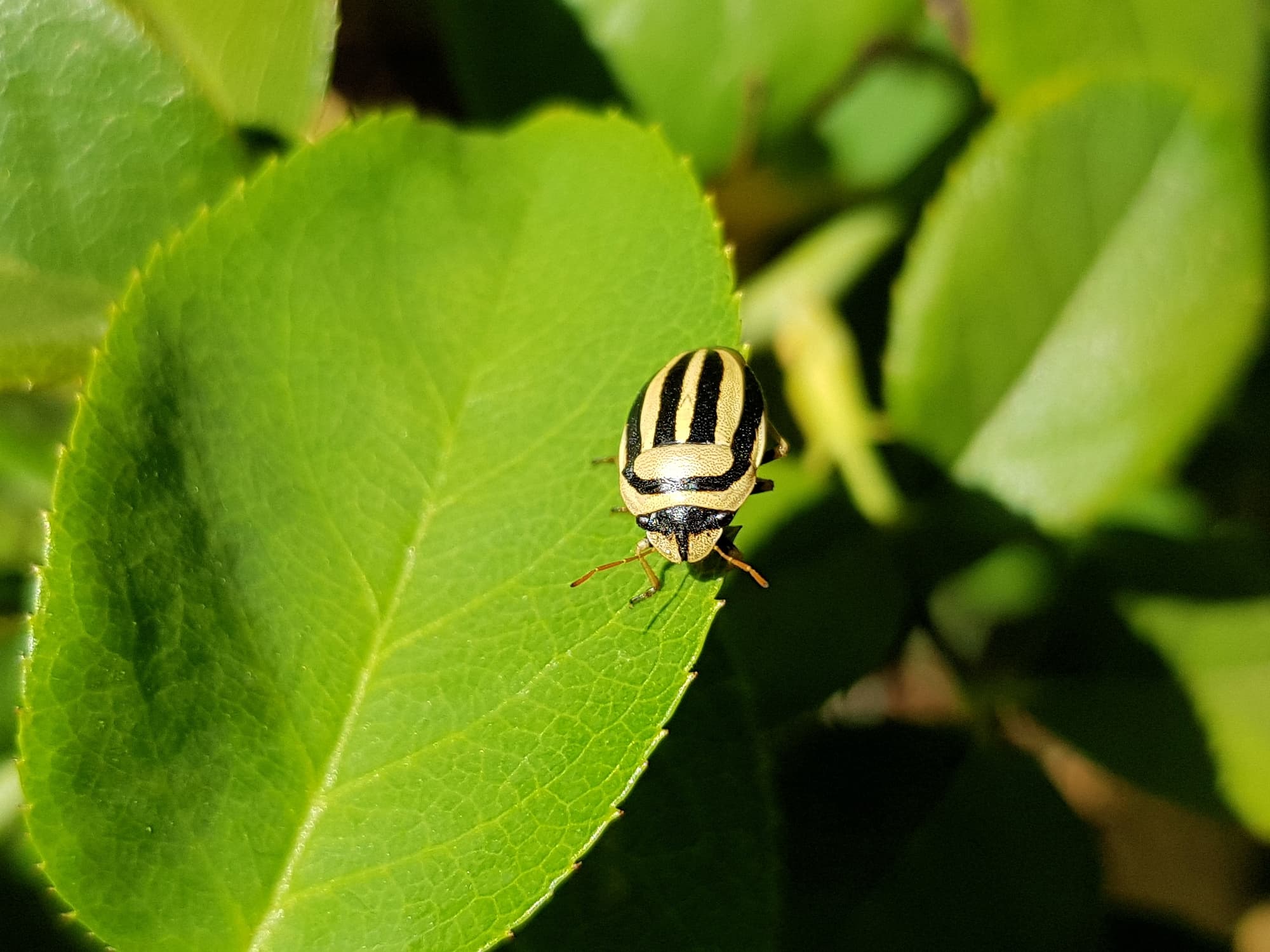 Ippatha australiensis, Alice Springs NT